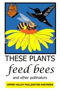 These Plants Feed Bees and Other Pollinators - Upper Valley Pollinator Partners