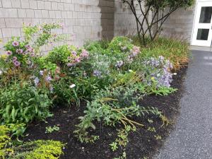 New Pollinator Garden at Hanover High School, Installed in 2018