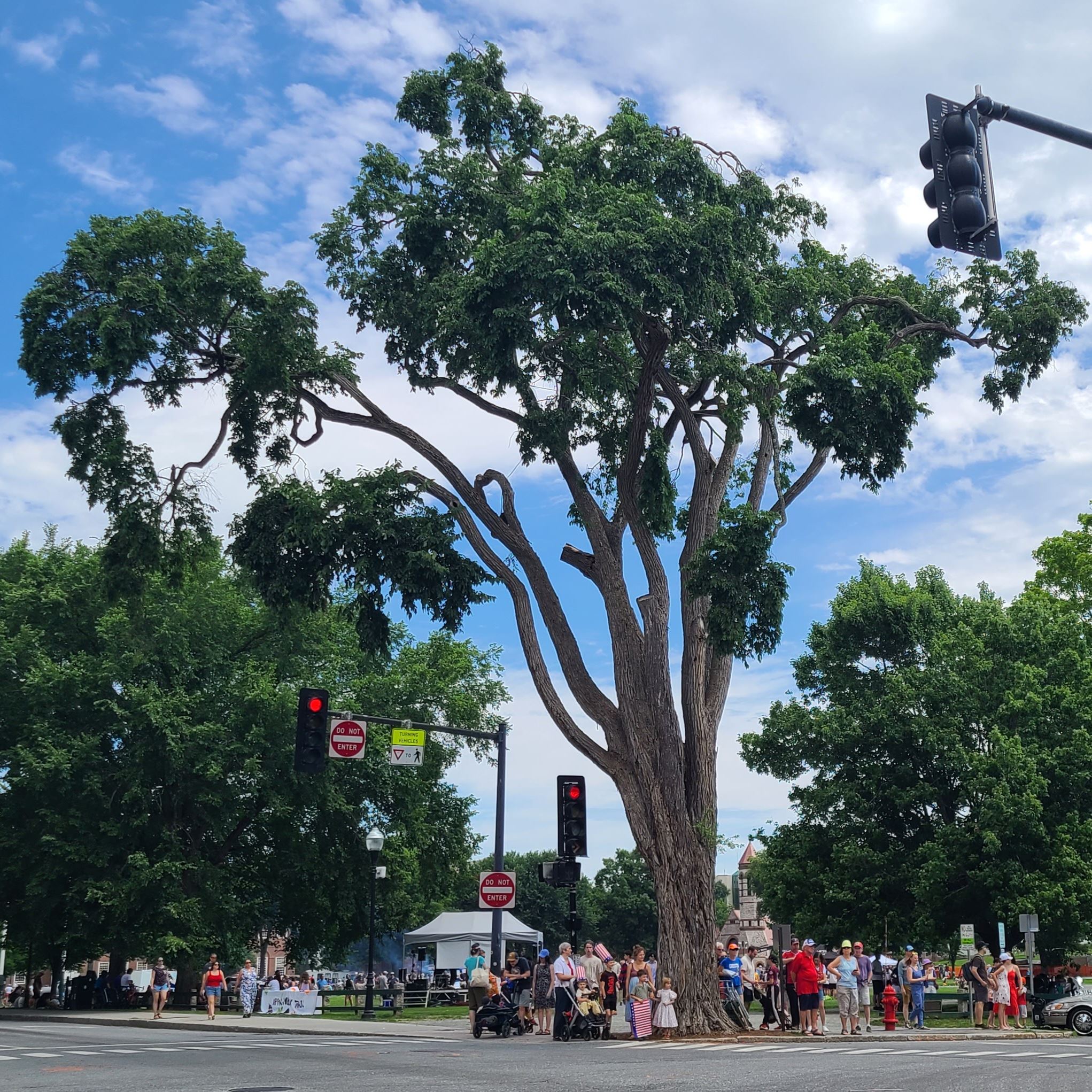 tree, Gordon DeWitt, elm tree