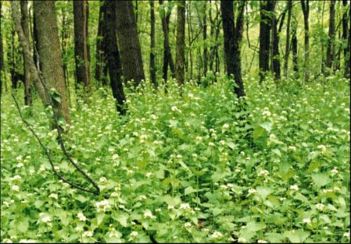 Garlic Mustard in Bloom