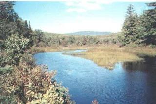 Hanover's Marshall Brook Natural Area, near Goose Pond